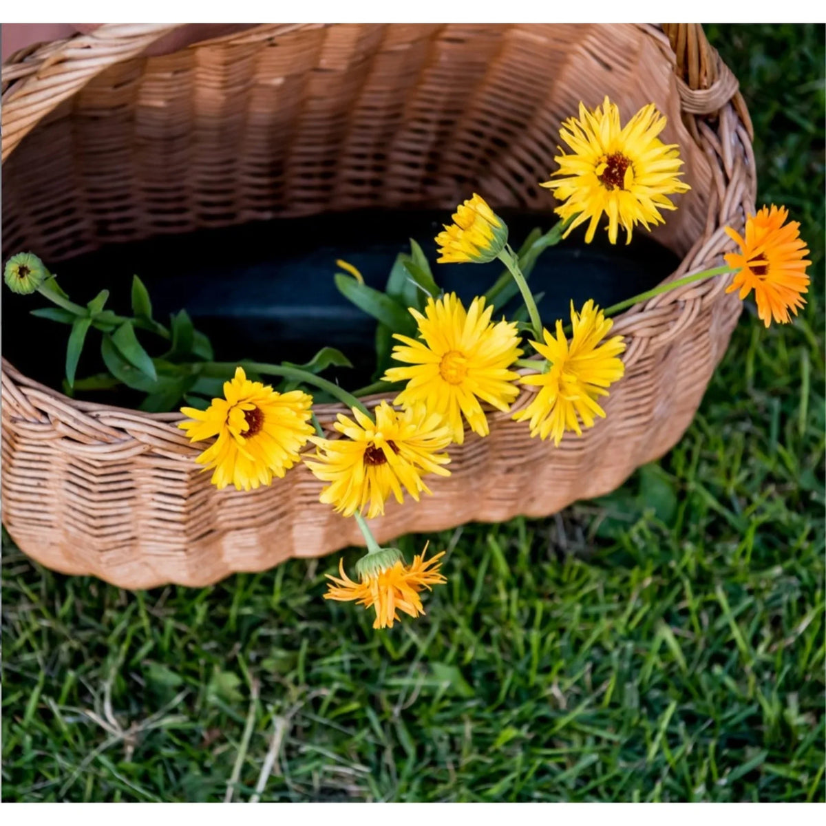 HealthiStraw GardenStraw Clean Premium Straw Mulch for Gardening, Lawn Seeding and Composting, 3 Cu Ft (Garden Wrap 100 sq ft)