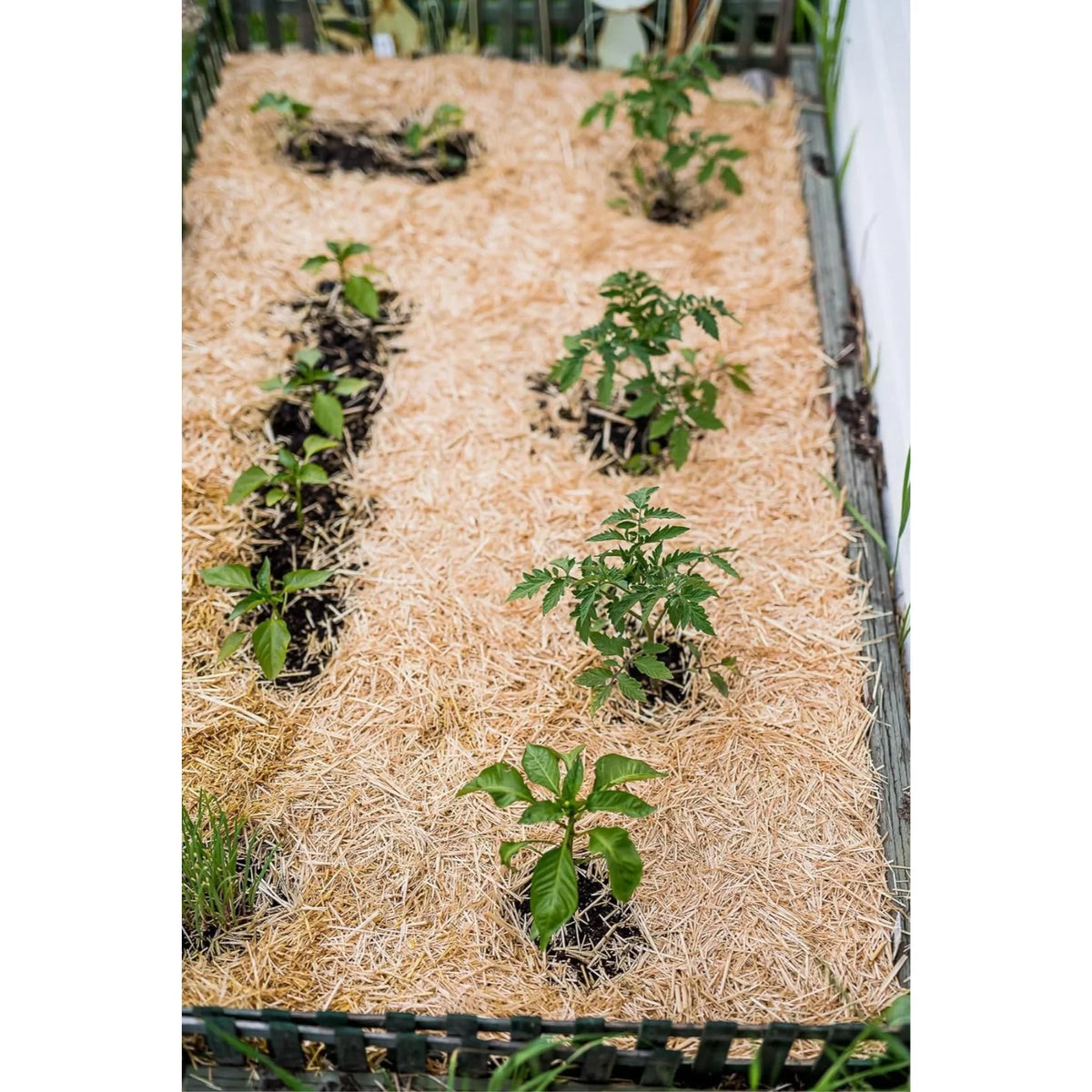 HealthiStraw GardenStraw Clean Premium Straw Mulch for Gardening, Lawn Seeding and Composting, 3 Cu Ft (Garden Wrap 100 sq ft)